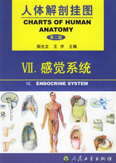人体解剖模型-感觉系统