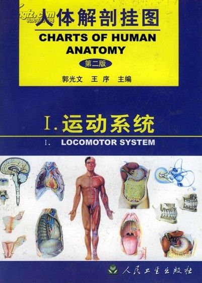 人体解剖挂图-运动系统