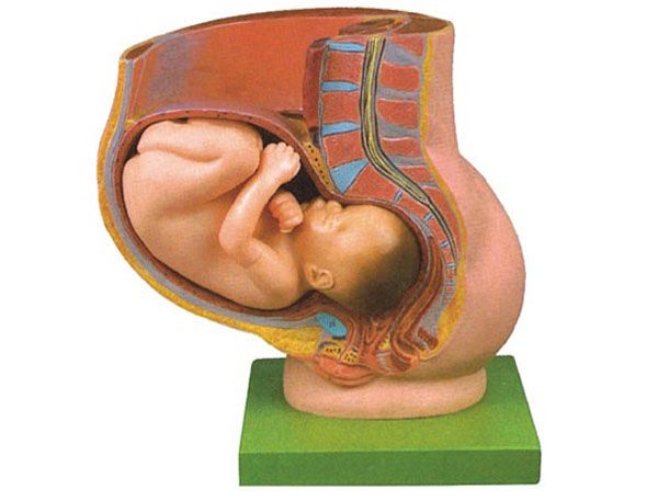 骨盆含妊娠九个月胎儿程模型